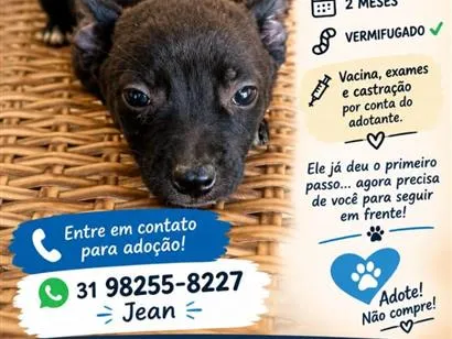 Cachorro raça SRD-ViraLata idade 2 a 6 meses nome Thor