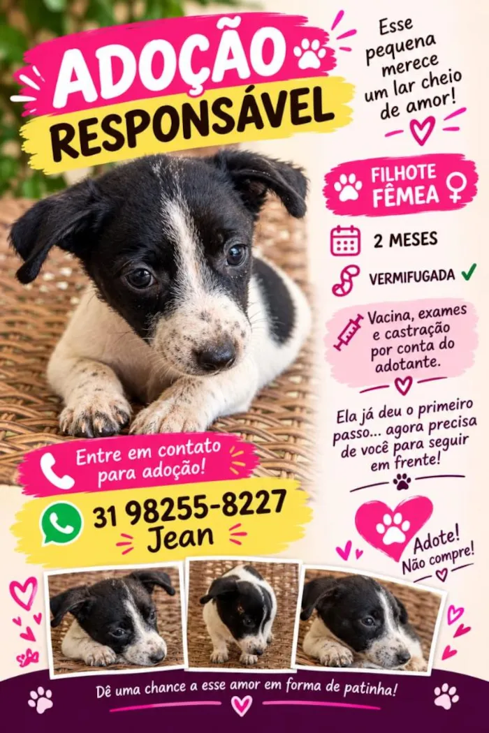Cachorro raça SRD-ViraLata idade 2 a 6 meses nome Belinha