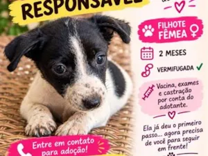 Cachorro raça SRD-ViraLata idade 2 a 6 meses nome Belinha