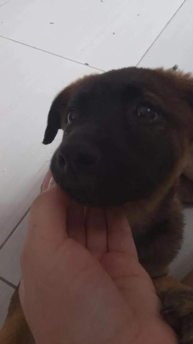 Cachorro raça SRD-ViraLata idade 2 a 6 meses nome Bella