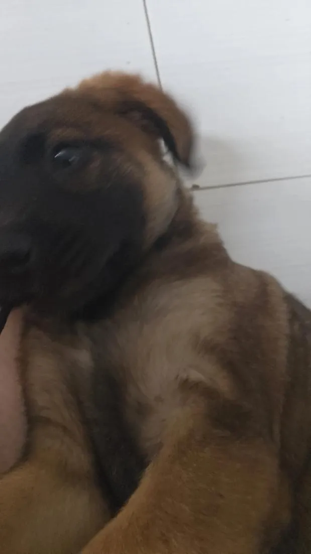 Cachorro raça SRD-ViraLata idade 2 a 6 meses nome Bella