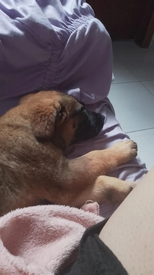 Cachorro raça SRD-ViraLata idade 2 a 6 meses nome Bella