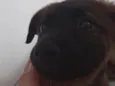 Bella