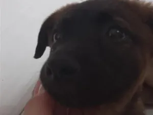 Cachorro raça SRD-ViraLata idade 2 a 6 meses nome Bella