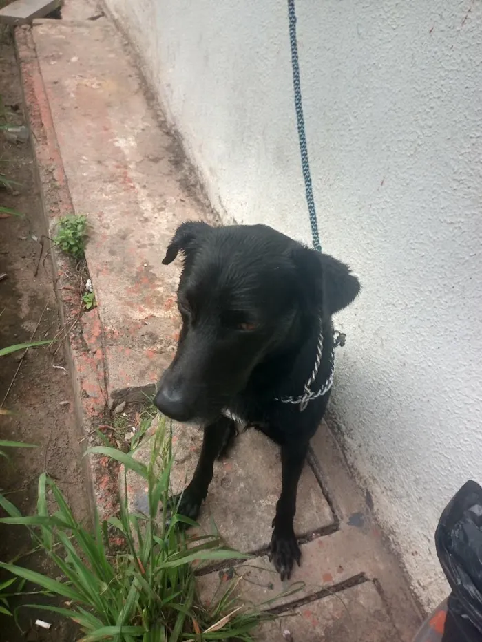 Cachorro raça Labrador idade 4 anos nome Ricota