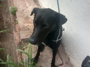 Cachorro raça Labrador idade 4 anos nome Ricota