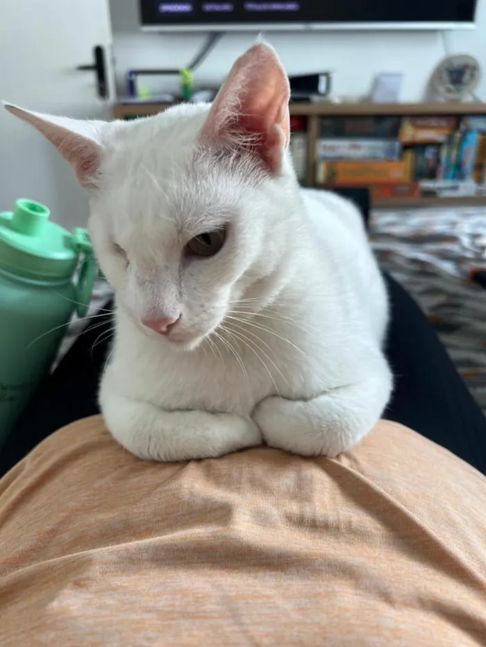 Gato raça SRD-ViraLata idade 2 anos nome Pirata