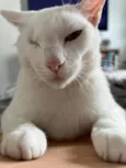 Pirata
