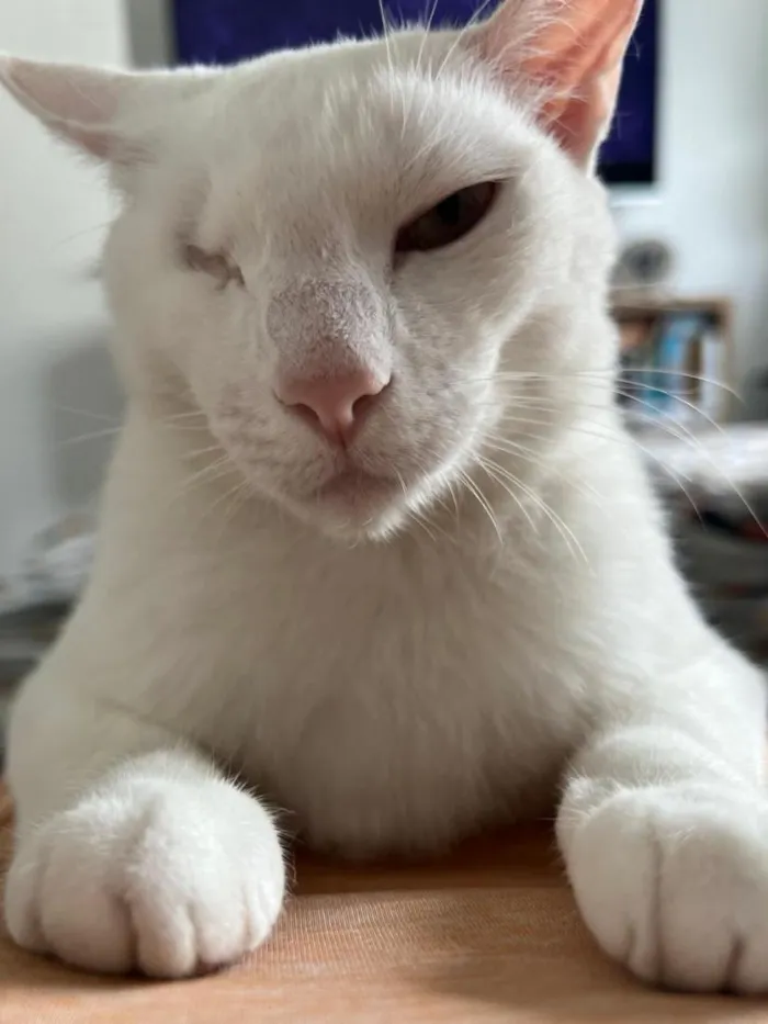 Gato raça SRD-ViraLata idade 2 anos nome Pirata
