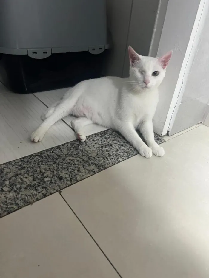 Gato raça SRD-ViraLata idade 2 anos nome Pirata