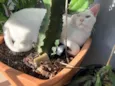 Pirata