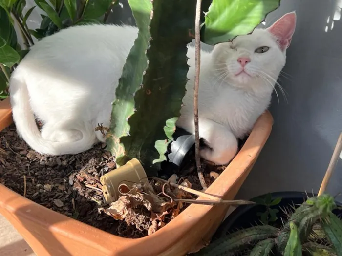 Gato raça SRD-ViraLata idade 2 anos nome Pirata