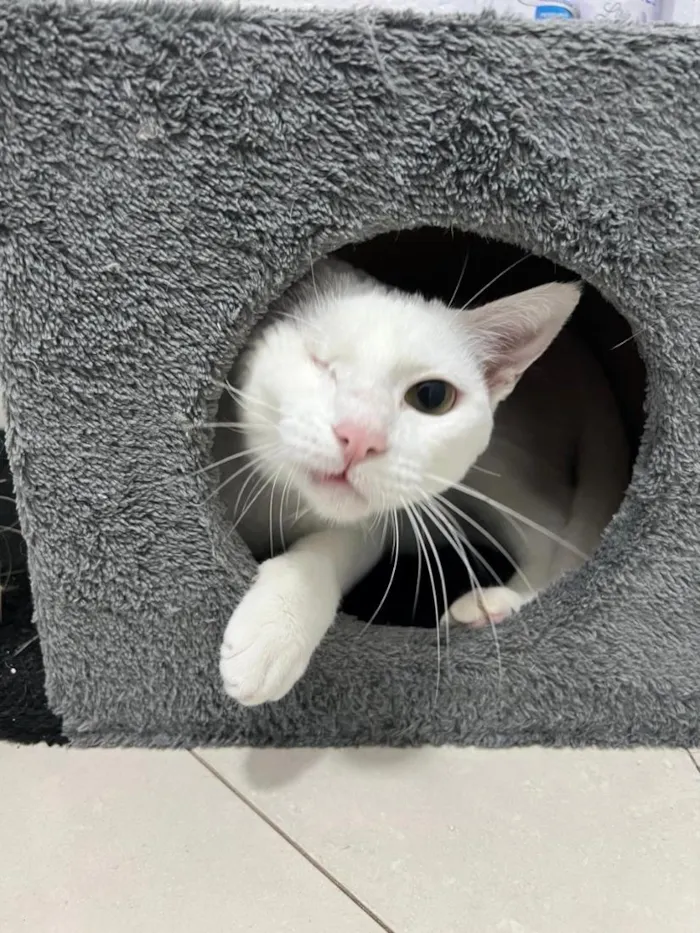 Gato raça SRD-ViraLata idade 2 anos nome Pirata
