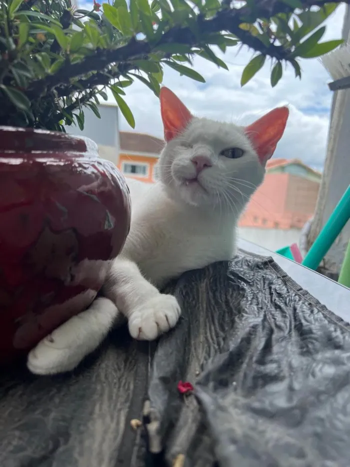 Gato raça SRD-ViraLata idade 2 anos nome Pirata