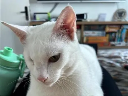 Gato raça SRD-ViraLata idade 2 anos nome Pirata