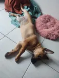 Nescau