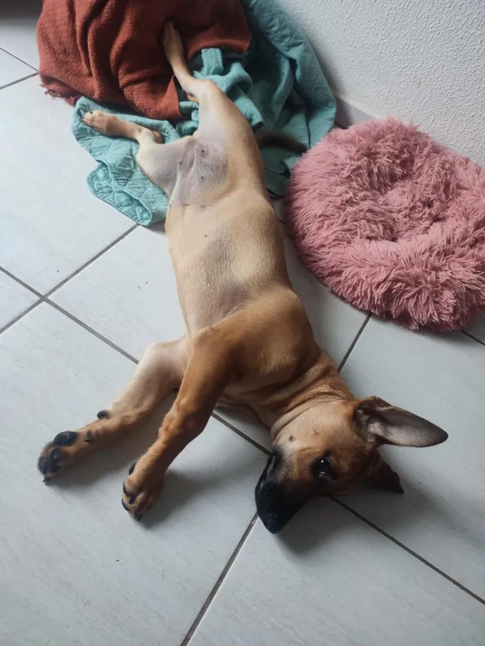Cachorro raça SRD-ViraLata idade 2 a 6 meses nome Nescau