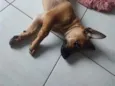 Nescau