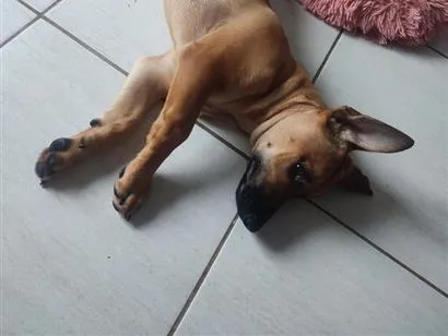 Cachorro raça SRD-ViraLata idade 2 a 6 meses nome Nescau