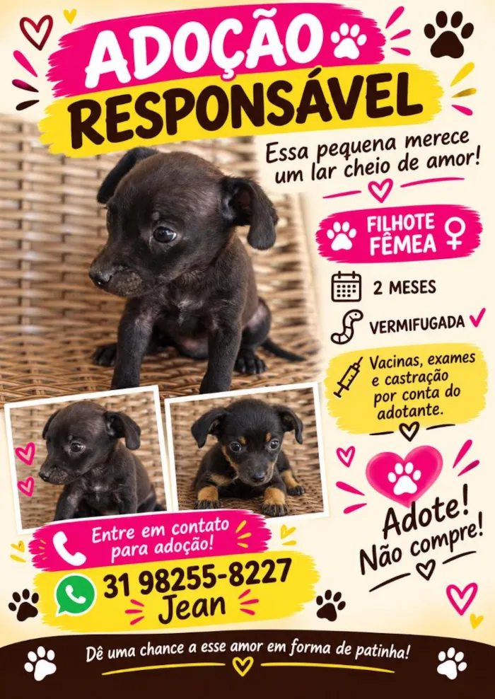 Cachorro raça SRD-ViraLata idade 2 a 6 meses nome Laila