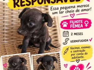 Cachorro raça SRD-ViraLata idade 2 a 6 meses nome Laila