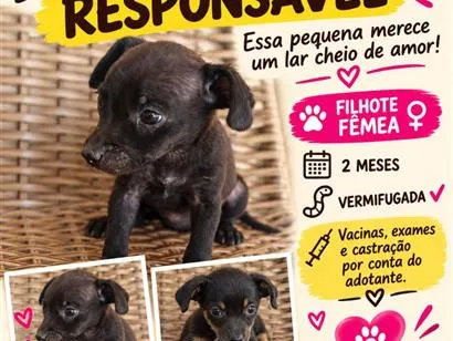 Cachorro raça SRD-ViraLata idade 2 a 6 meses nome Laila