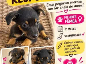 Cachorro raça SRD-ViraLata idade 2 a 6 meses nome Rosalina