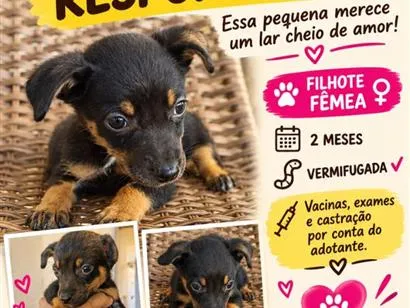 Cachorro raça SRD-ViraLata idade 2 a 6 meses nome Rosalina