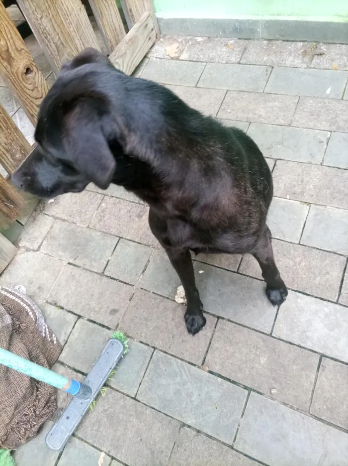Cachorro raça SRD-ViraLata idade 2 anos nome Rayla