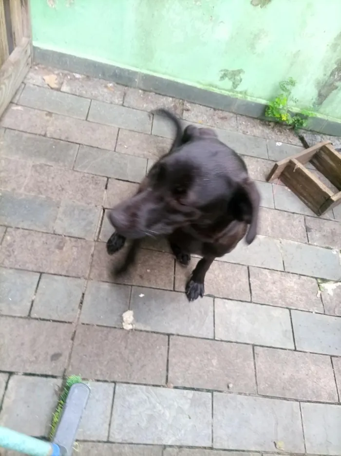 Cachorro raça SRD-ViraLata idade 2 anos nome Rayla
