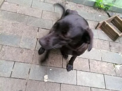 Cachorro raça SRD-ViraLata idade 2 anos nome Rayla