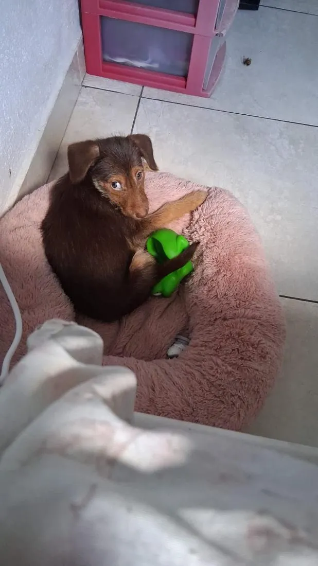 Cachorro raça SRD-ViraLata idade 2 a 6 meses nome Pandora 