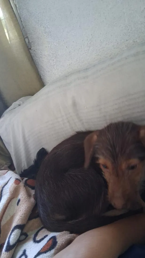 Cachorro raça SRD-ViraLata idade 2 a 6 meses nome Pandora 