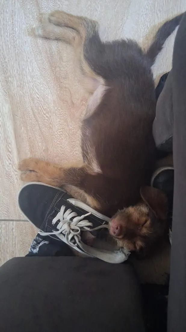 Cachorro raça SRD-ViraLata idade 2 a 6 meses nome Pandora 