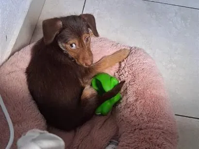 Cachorro raça SRD-ViraLata idade 2 a 6 meses nome Pandora 