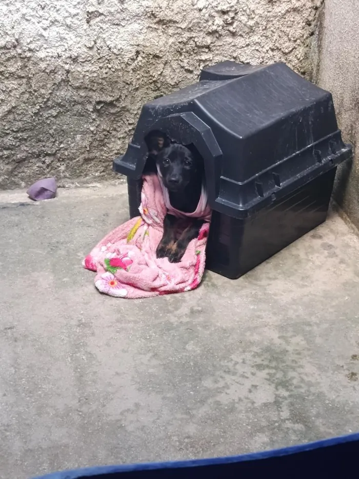 Cachorro raça SRD-ViraLata idade 7 a 11 meses nome amora 