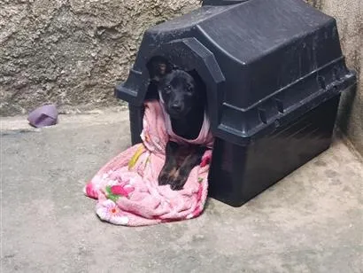 Cachorro raça SRD-ViraLata idade 7 a 11 meses nome amora 