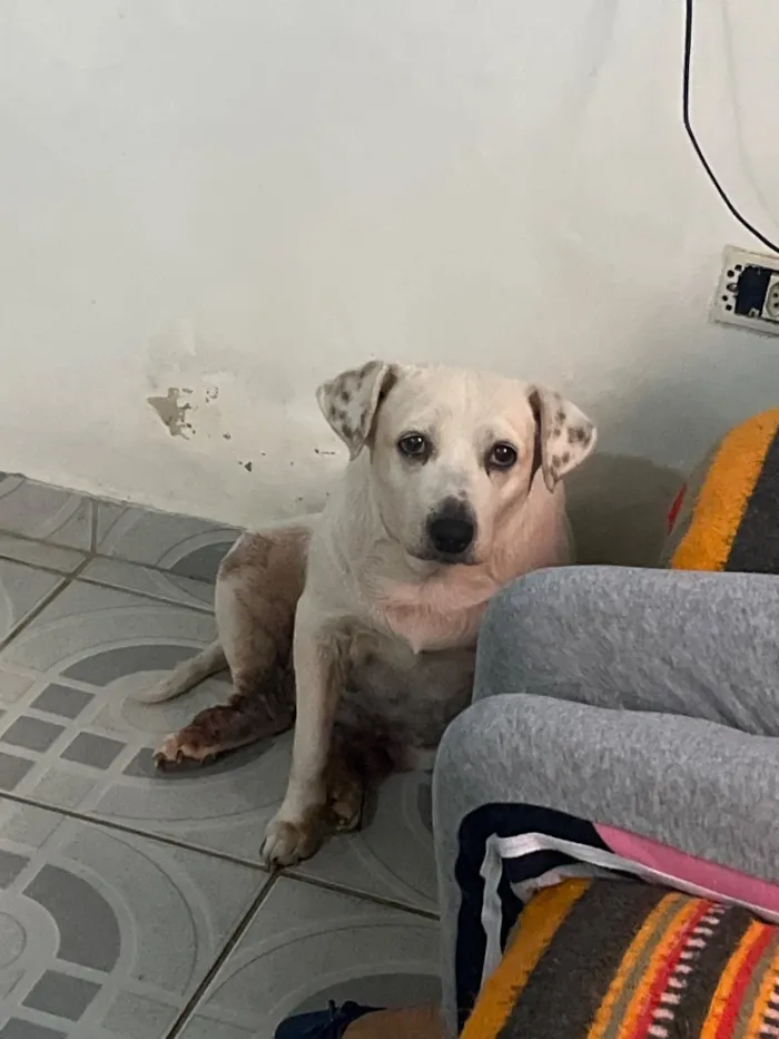 Cachorro raça SRD-ViraLata idade 6 ou mais anos nome Foca 