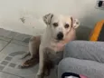Foca 