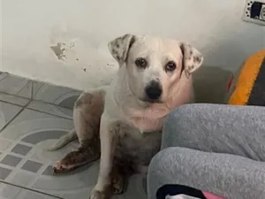 Cachorro raça SRD-ViraLata idade 6 ou mais anos nome Foca 