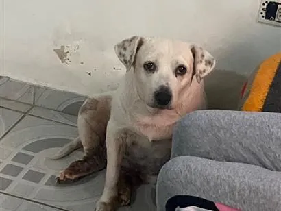Cachorro raça SRD-ViraLata idade 6 ou mais anos nome Foca 