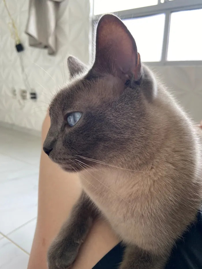 Gato raça Siamês idade 5 anos nome Não tem nome 