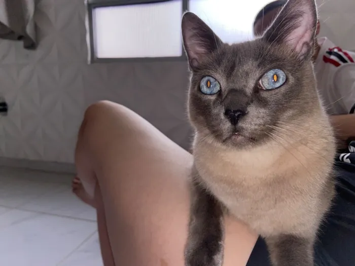 Gato raça Siamês idade 5 anos nome Não tem nome 