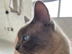 Gato raça Siamês idade 5 anos nome Não tem nome 