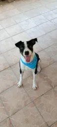 Jojo