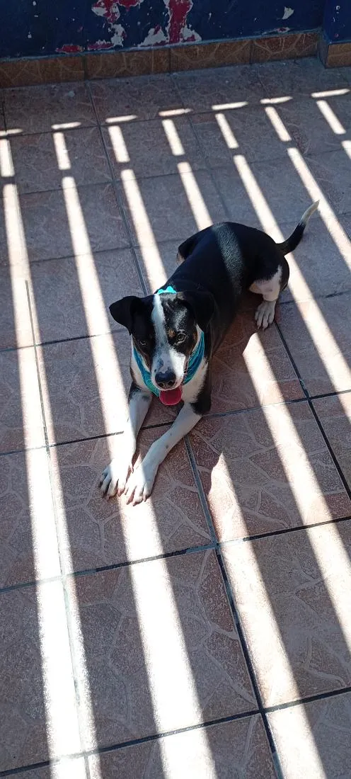 Cachorro raça SRD-ViraLata idade 2 anos nome Jojo