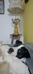Jojo