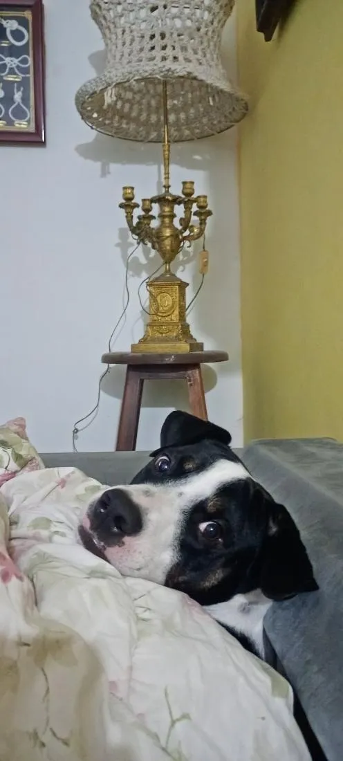 Cachorro raça SRD-ViraLata idade 2 anos nome Jojo