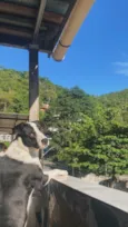 Jojo