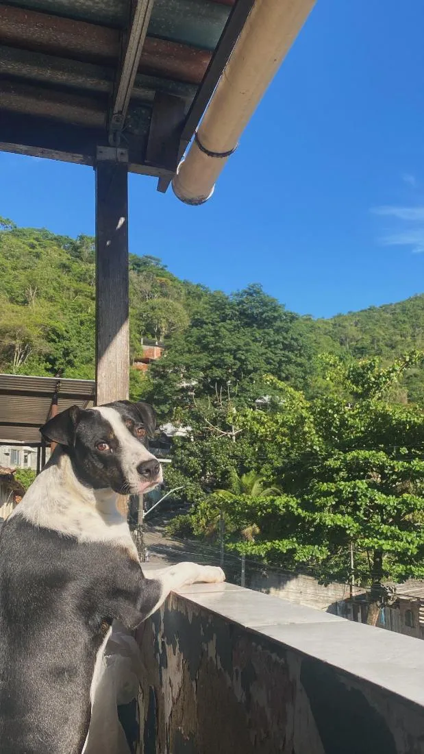 Cachorro raça SRD-ViraLata idade 2 anos nome Jojo